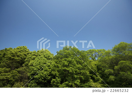 青空バックの森 22665232