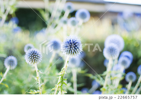 公園に咲いてた青い花 公園に咲いてた青い花 22665757