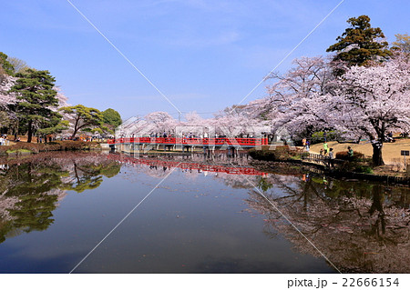 春の岩槻城址公園 22666154