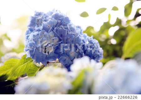 明月院の紫陽花 22666226