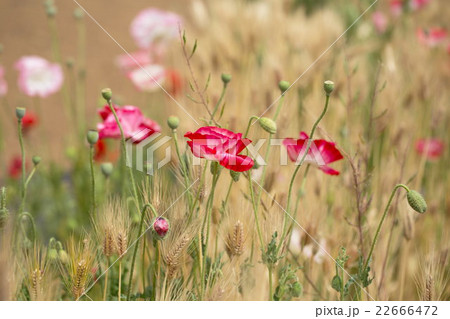 麦とアイスランドポピー（赤・白） 22666472