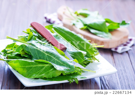 fresh sorrel 22667134