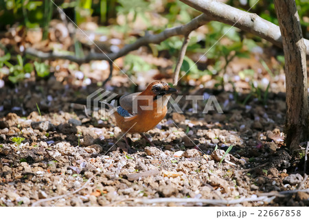 ミヤマカケス-Eurasian jay 22667858