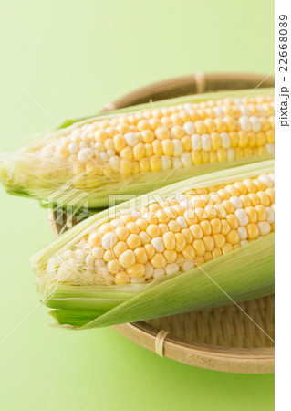 とうもろこし グリーンバック とうもろこし グリーンバック 22668089