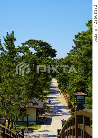 草加松原遊歩道 草加松原遊歩道 22668132