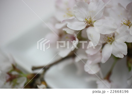 さくら 22668196