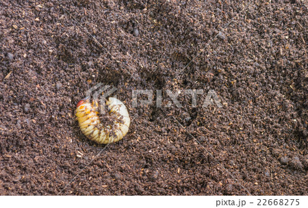 image of rhinoceros beetle larva on the ground. 22668275