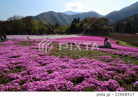 富士山と芝桜まつり3 富士山と芝桜まつり3 22668417