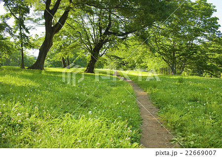 公園の散歩道 22669007