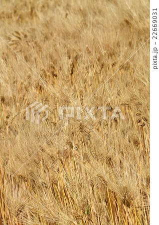 風になびく実った大麦 22669031
