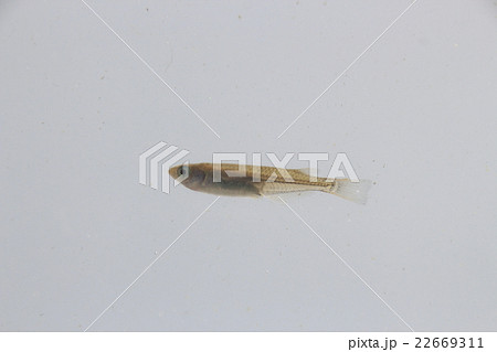 ニホンメダカ（クロメダカ） 22669311