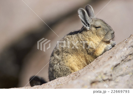 Mountain Viscacha 22669793