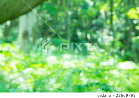 キラキラ ぼかし新緑イメージ 合成用背景素材 緑背景 植物 春 初夏 木漏れ日 緑とコピースペースの写真素材