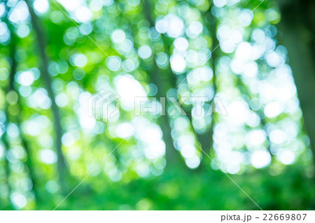 新緑イメージ 合成用背景素材 緑の背景 植物 春 初夏 木漏れ日 緑とコピースペースの写真素材