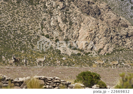 North Andean Deer North Andean Deer 22669832