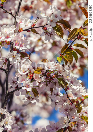 Sakura tree with pink spring flowers 22669890
