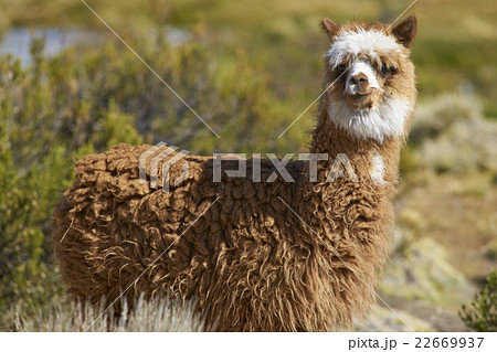 Alpaca in Lauca National Park 22669937