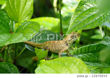 Chameleon on green leaf. Chameleon on green leaf. 22670054