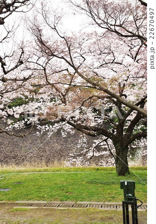 東京桜スポット 皇居乾通り蓮池濠の爛満の桜 縦位置の写真素材