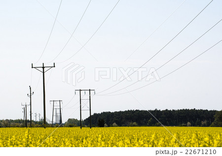 Power lines in a rapeseed field Power lines in a rapeseed field 22671210