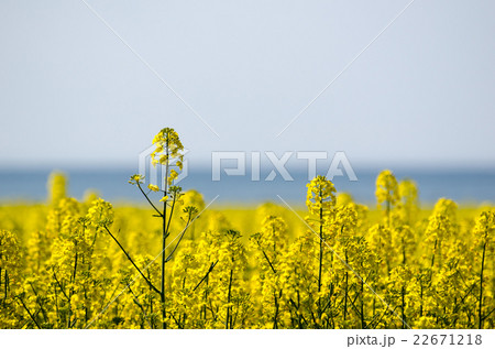 Canola field closeup Canola field closeup 22671218