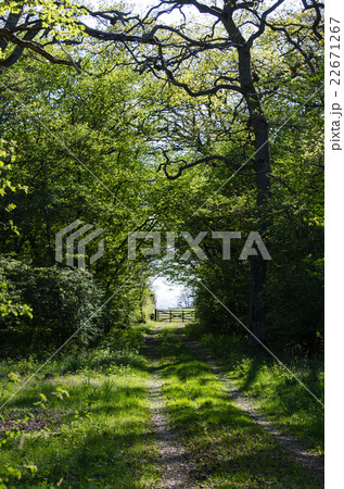 Farmers road in a green deciduous forest 22671267