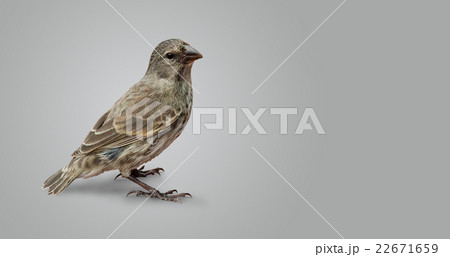 Urban sparrow on isolated gray background. 22671659