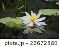 蓮の花 22672380