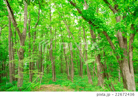 軽井沢の林の写真素材