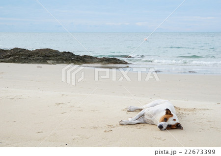 Beach in Samet Island(タイ、バンコク近郊サメット島のビーチ) Beach in Samet Island(タイ、バンコク近郊サメット島のビーチ) 22673399