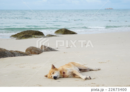 Ao Phai Beach, Samet Island（タイ、サメット島アオパイ・ビーチ） 22673400