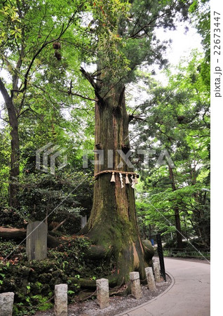 高尾山 たこ杉の写真素材