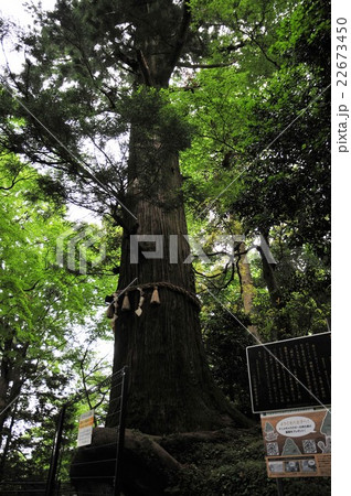 高尾山 たこ杉の写真素材
