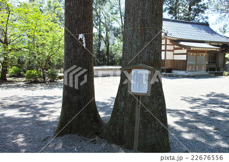 雄山神社前立社壇 岩峅の夫婦杉 雄山神社前立社壇 岩峅の夫婦杉 22676556