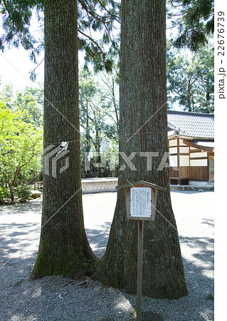 雄山神社前立社壇 岩峅の夫婦杉 雄山神社前立社壇 岩峅の夫婦杉 22676739
