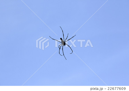 オオジョロウグモ オオジョロウグモ 22677609