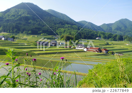 田園風景　春　水田　アザミ　山並み　快晴 22677849
