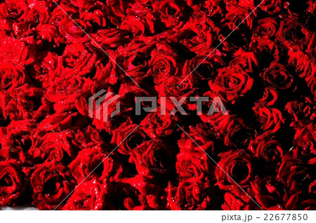 雨に濡れた赤いバラ. 22677850
