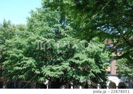東大の自然・農学部の銀杏 東大の自然・農学部の銀杏 22678051