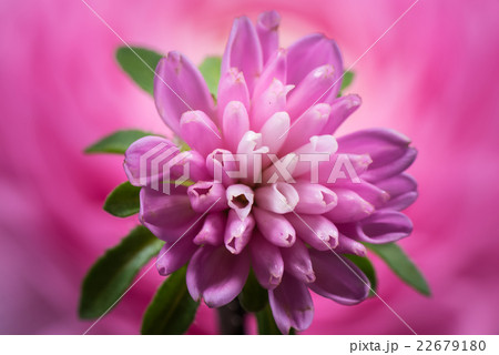 アスター、花、接写、マクロ。 22679180