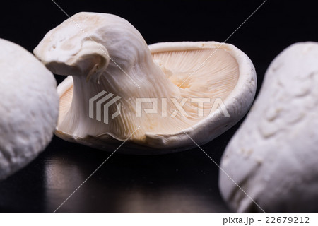 雪嶺岳、アワビタケ、食材、接写、マクロ。 雪嶺岳、アワビタケ、食材、接写、マクロ。 22679212