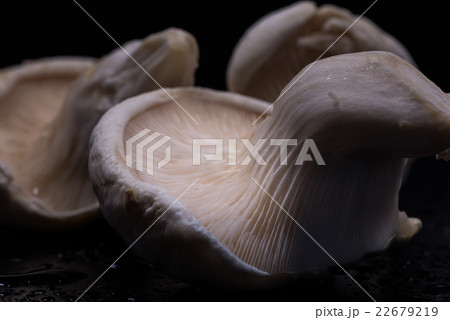 雪嶺岳、アワビタケ、食材、接写、マクロ。 雪嶺岳、アワビタケ、食材、接写、マクロ。 22679219