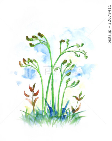 野に生えたワラビ 野に生えたワラビ 22679411