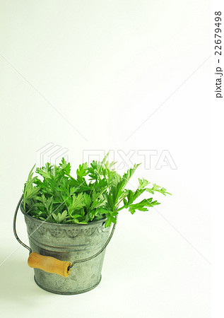 春のヨモギ摘み 春のヨモギ摘み 22679498