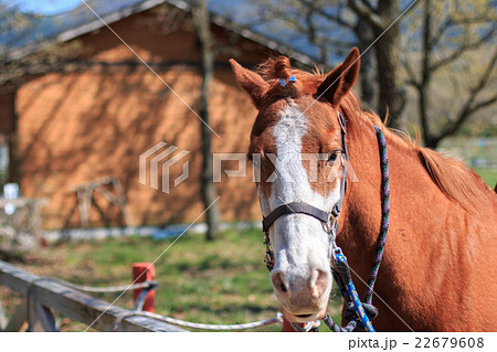 馬のポートレート 22679608