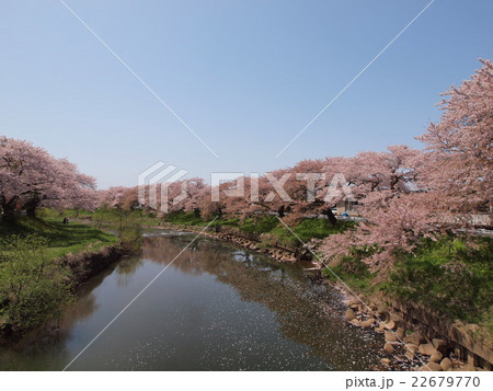 太平川の桜 太平川の桜 22679770