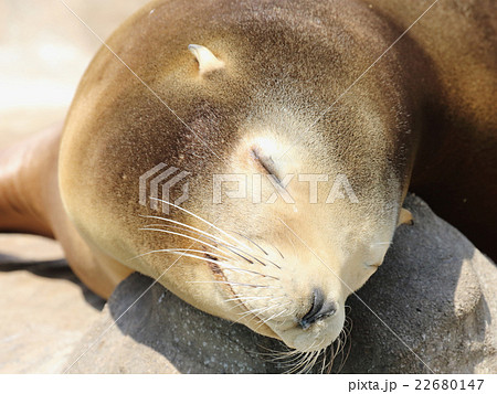 アシカ アシカ 22680147