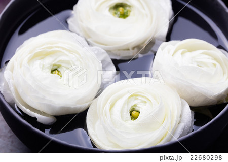 White ranunculus flowers. Spa wellness background White ranunculus flowers. Spa wellness background 22680298