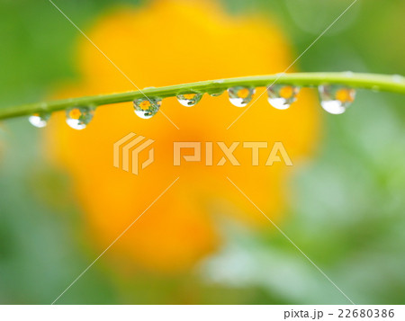 水滴の中の黄花コスモス 22680386
