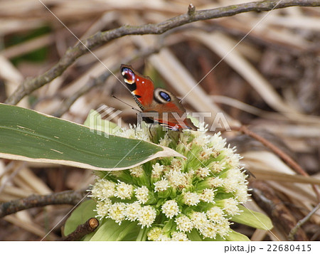 クジャクチョウ 22680415